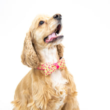 Load image into Gallery viewer, Lifestyle image of our Pet Collar
